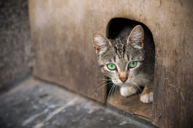 上海艾吉宠物医院连锁：带你了解，判断流浪猫是否正常的方法。
