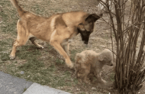 我怀疑我领养的搜救犬，不是退役的，更像是……被开除的。