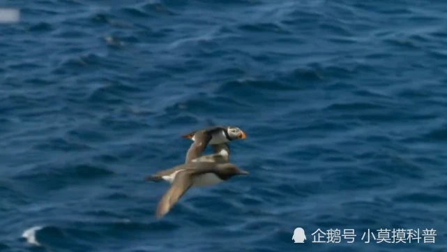 号称会飞的企鹅，体长仅三十厘米，体重一斤，却无国宝之命