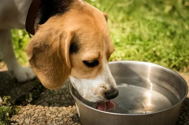 纠正狗狗“挑食”的毛病，要下狠心试试这些方法