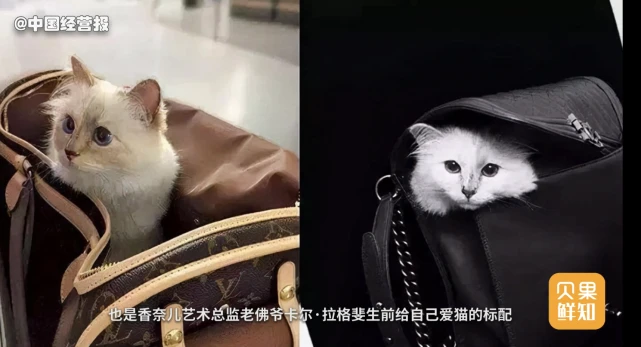 宠物都用上奢侈品了，一个狗窝卖7万！养宠人的钱这么好赚？