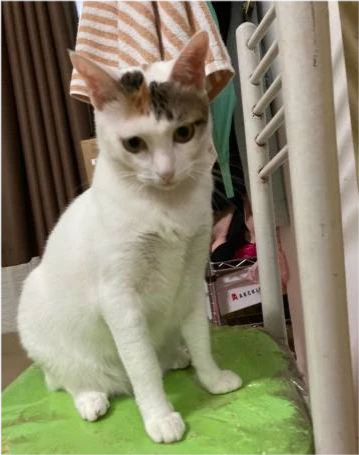这辈子为什么要养一只猫？这是我听过最好的答案