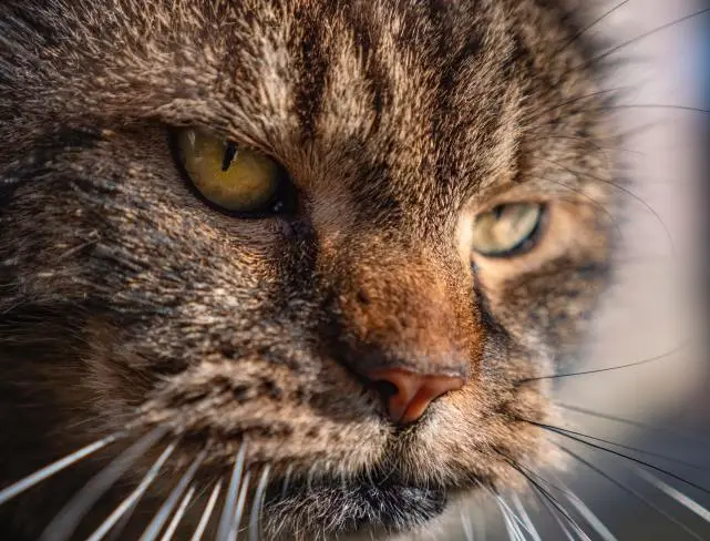 小小说：一只来历神秘的猫