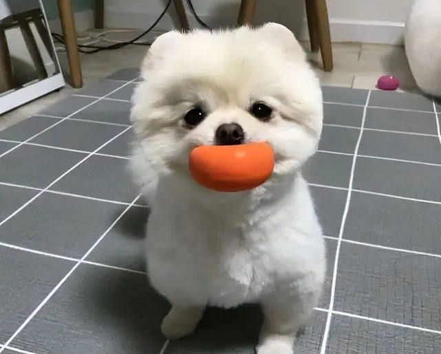 来报恩的狗狗的表现，有的全中，你家的呢？