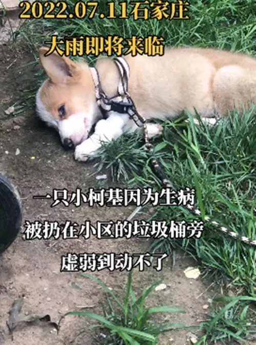 垃圾桶旁的柯基奄奄一息，身上曾有过留置针：也曾是谁家的小可爱