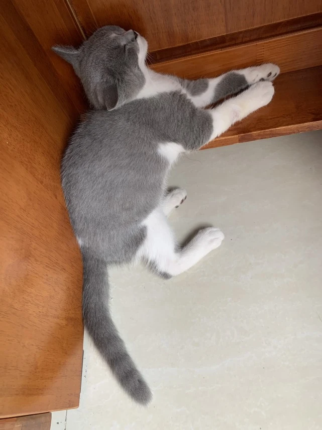 如果你懒，那请养只猫吧！