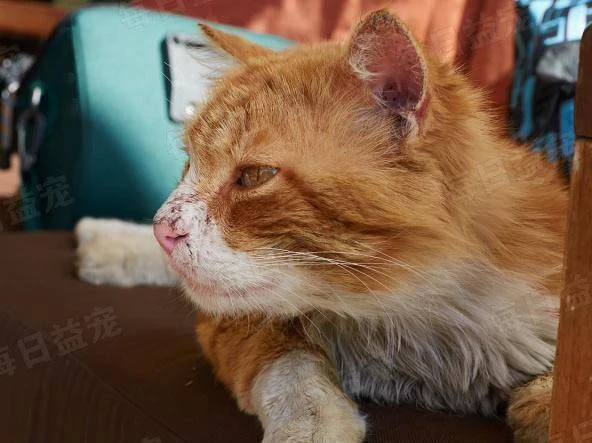 流浪猫透过玻璃看宠物猫，羡慕的眼神让人心疼：我也想有个家！