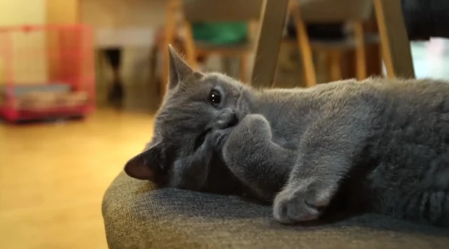 为什么大家那么喜欢养蓝猫？它都有哪些让人爱不释手的优点？