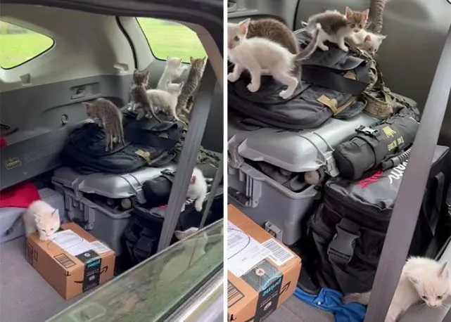 大型碰瓷现场！暖男捡到落单奶猫岂料下秒竟遭“12小猫”埋伏包围