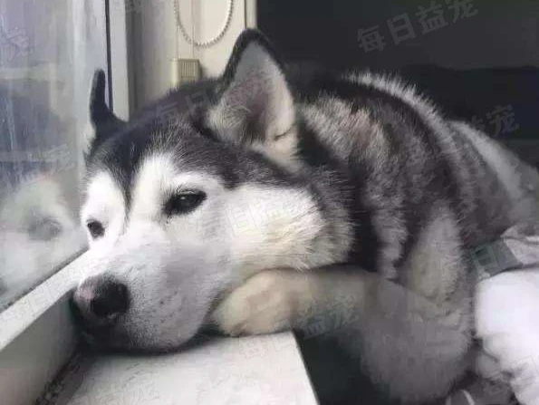 狗狗被嫌长得丑，惨遭主人抛弃，苦等数月后选择自杀