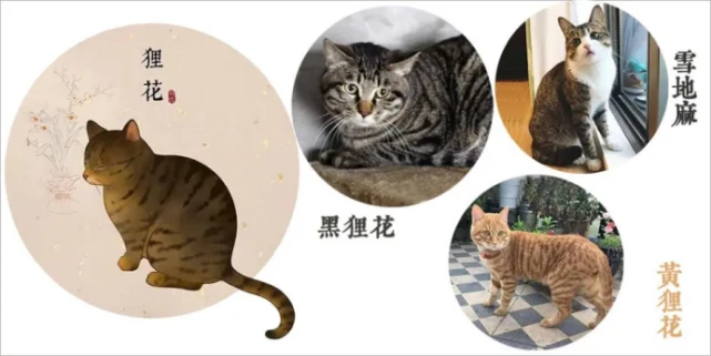 【豆宝小课堂】古代中华田园猫的雅称（上）