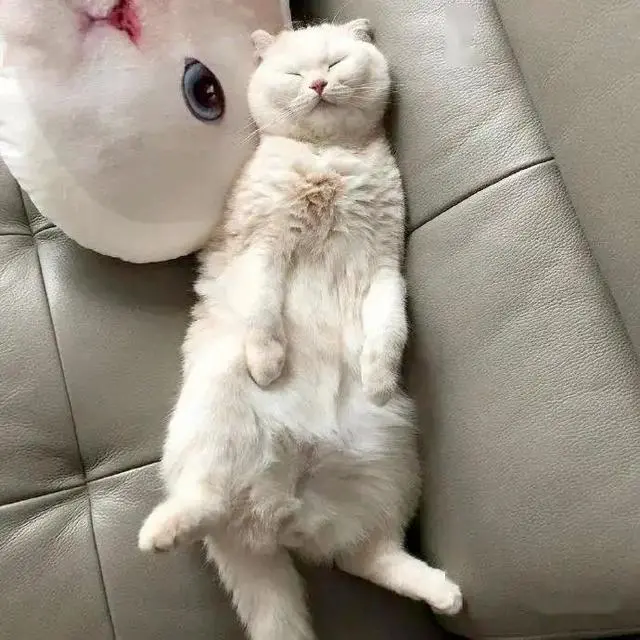猫咪每天睡眠时间那么久，难道不会“失眠”吗？