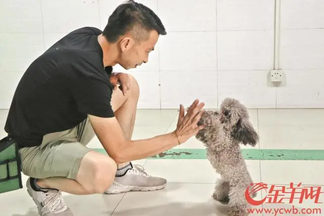 “狗德班”火爆下的驯犬师：他们训练狗，也给人上课