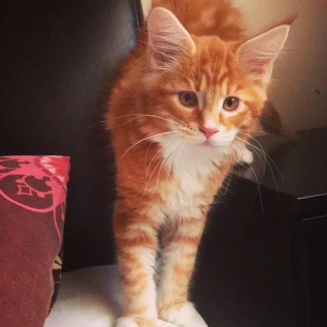 网友捡了只流浪橘猫，越养越不对劲，网友：好家伙，被骗了