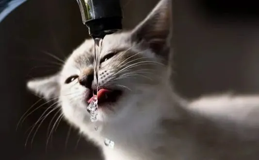 猫咪不爱喝水，需要给喵灌水吗？