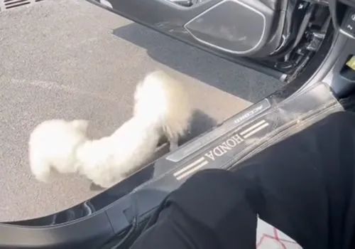 比熊犬曾被抛弃三次，新主人也有弃养的苗头，可怜小狗该何去何从