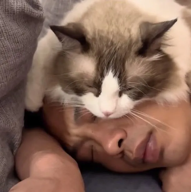 小伙大半夜被猫热醒，睁眼一看有些语塞了：这谁顶得住呀