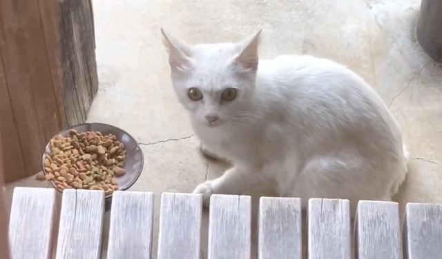一碗猫粮引来一只漂亮流浪猫，几天后它拖家带口来蹭饭了