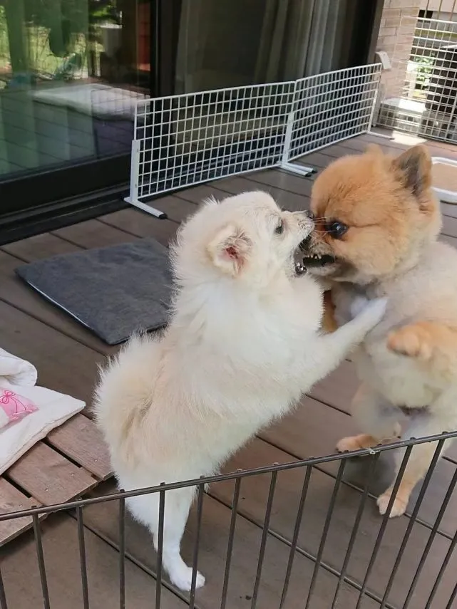 主人分享田园生活，可背景中的肌肉博美犬看起来太吵了哈哈！