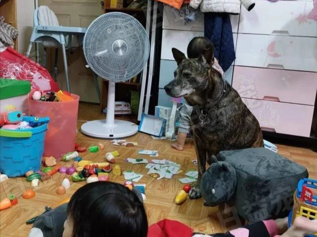 狗狗睡醒不敢动，看着满地狼藉的四周，一脸生无可恋