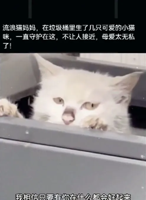 1只流浪猫待在垃圾桶里，守着不让人靠近：里面有我的孩子们呀