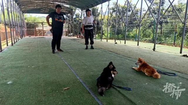一个月学费4000元，你会送家里的毛孩子去上“猫德班”“狗德班”吗？