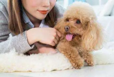 泰迪犬一生中，最大的几个心愿，你能满足它吗？