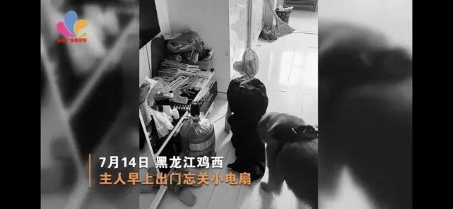 狗狗把自燃的风扇拽到水盆里，网友：没有一口狗粮是白吃的