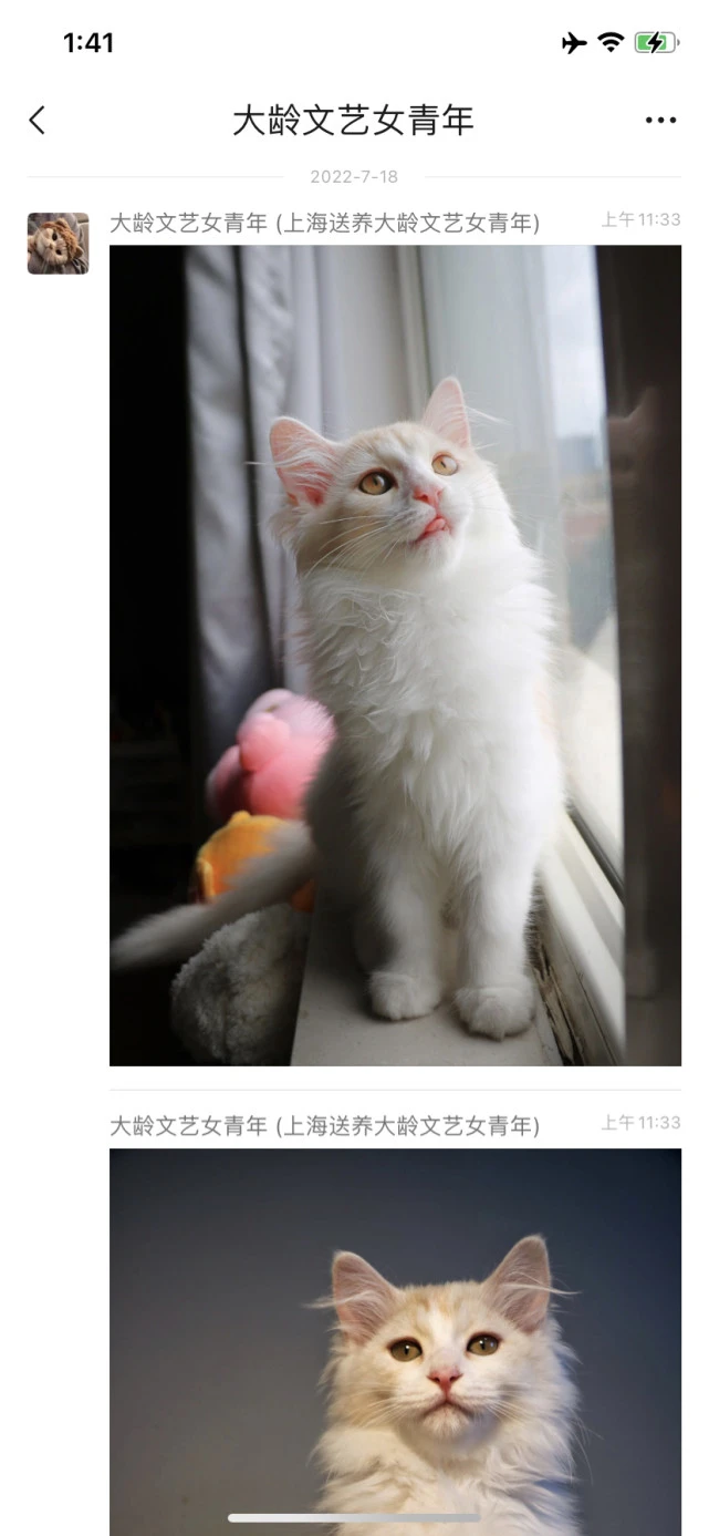 上海那个长毛猫咪大概情况。