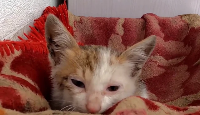 可怜的小猫卧在铁轨上无力移动，小伙救下它并给了它一个家！
