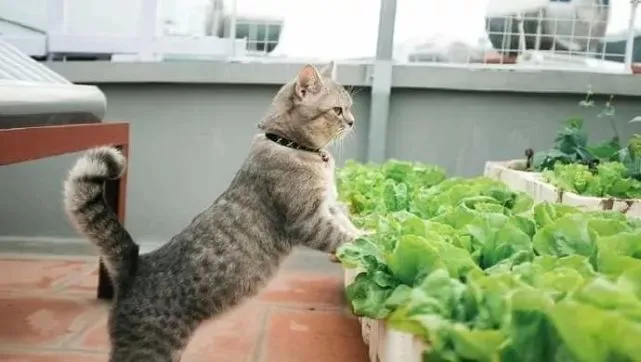 猫咪独自在家时，除了睡觉，一般会干什么呢？