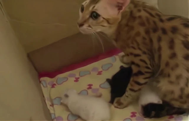 两只猫为了争夺抚养权大打出手，小猫都懵了，到底谁才是亲生妈妈