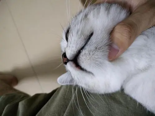 猫咪为什么会出现“黑下巴”？原因有5个，宠主不要忽视！