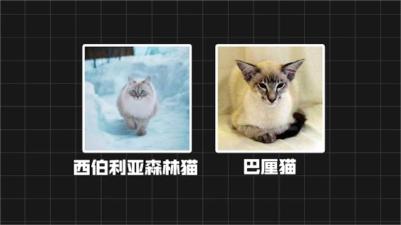 猫毛过敏人群可以养猫吗？
