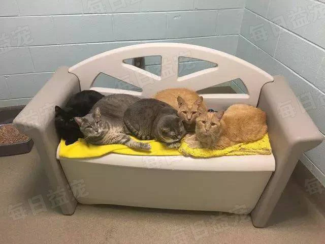 12岁橘猫兄弟被遗弃，在收容所闷闷不乐，每天隔着玻璃找主人