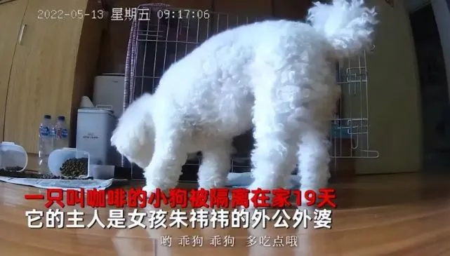 老人们被隔离留狗狗单独在家，19天后再回来，被汪的反应感动了