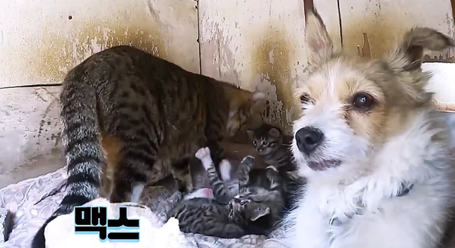 狗狗把流浪猫抚养长大，现在又帮它带孩子，猫妈妈当起了甩手掌柜