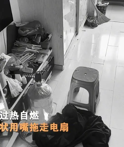 主人下班回家发现风扇不见了，打开监控查看后：可真没白养你啊