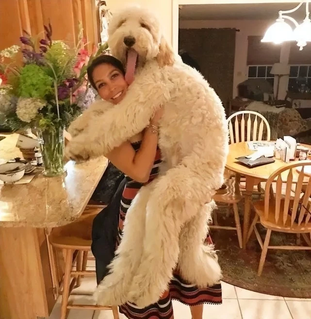女生为什么爱养大狗？网友：养过就戒不掉了！