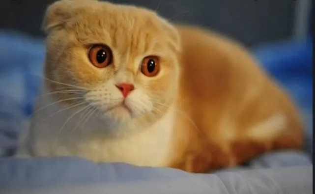 猫零食有哪些？猫咪纯肉零食推荐，