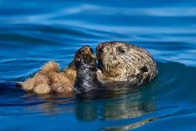 生物中的黑暗王者：海獭人畜无害的外表下，隐藏着可怕的繁殖过程