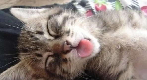 当晚上铲屎官睡着以后，家里的猫咪都在干什么？