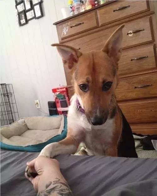 犯了错的狗狗，小眼睛里满满的都是歉意，最后一只绝对是惯犯了！