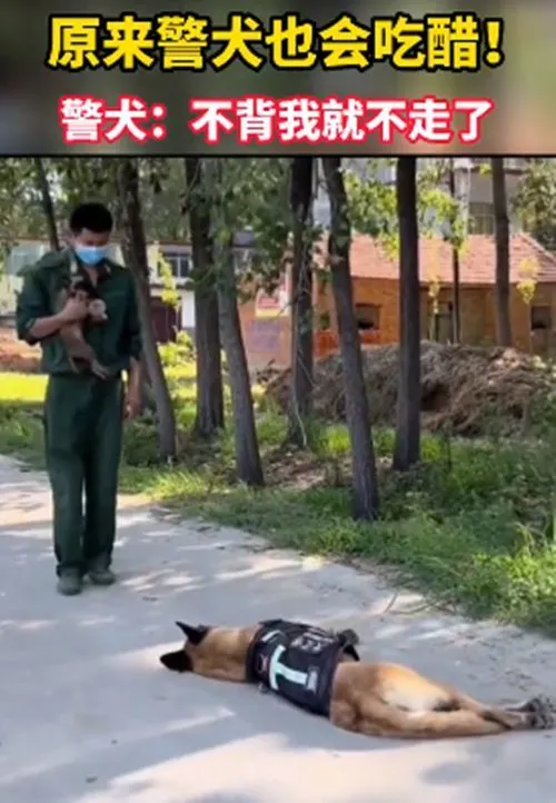 教官怀里抱着小奶狗，一旁的警犬反应很真实：谁还不是个小可爱？
