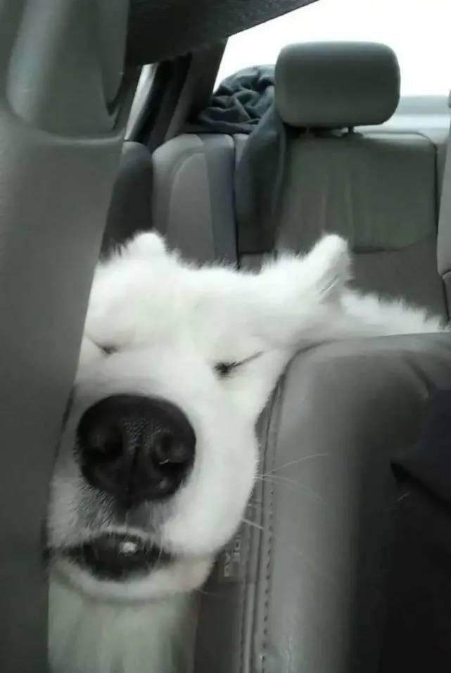 狗狗晕车怎么办？如何缓解？