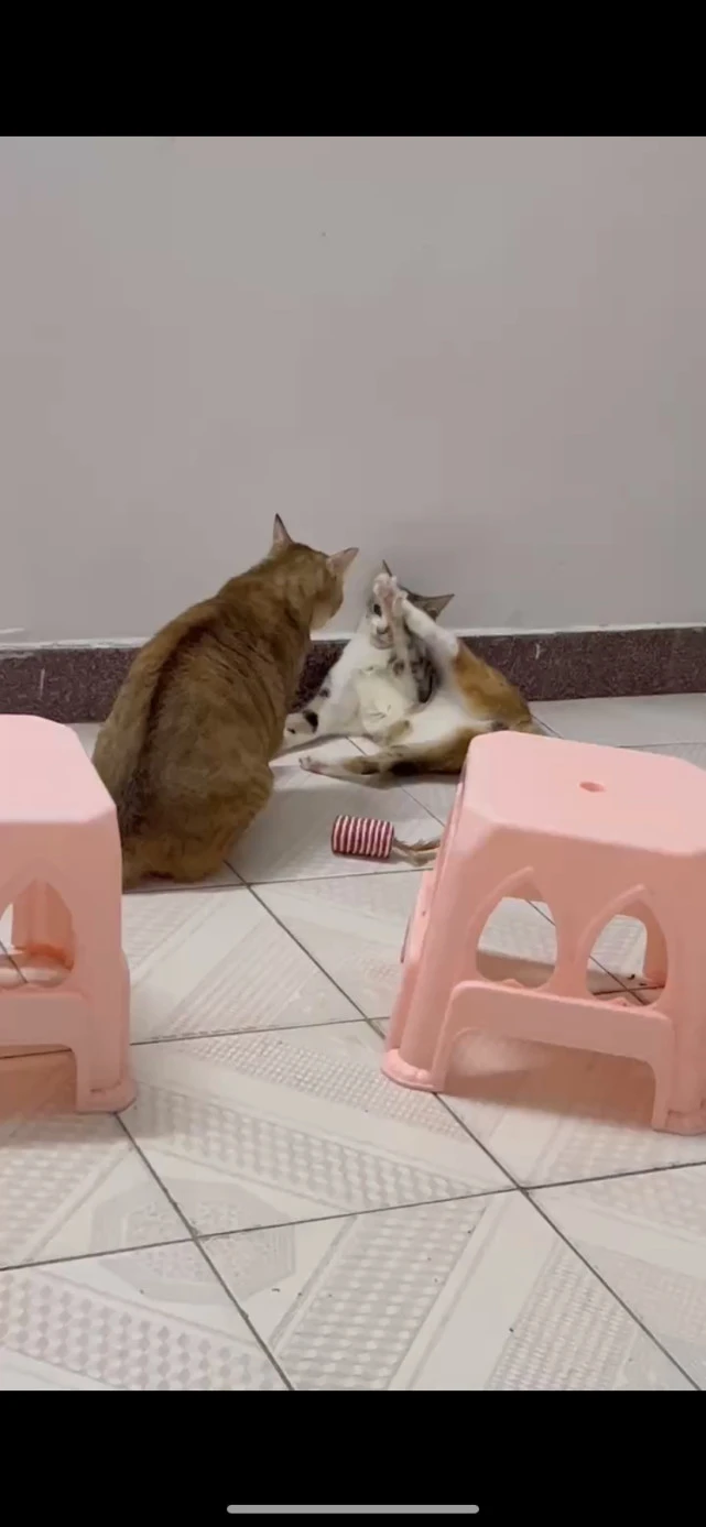 被领养的猫咪15好可爱啊啊啊啊