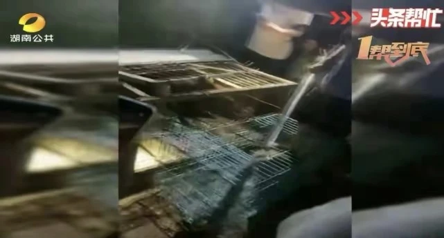 女子家族祖传的狗肉店竟被一百多人砸了
