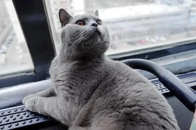 为什么叫猫咪名字的时候，猫咪不回应你？