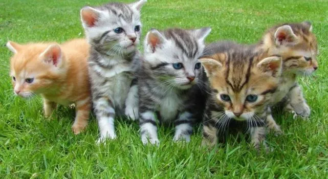 养猫咪要花多少钱？列一下花费清单，如何省钱？