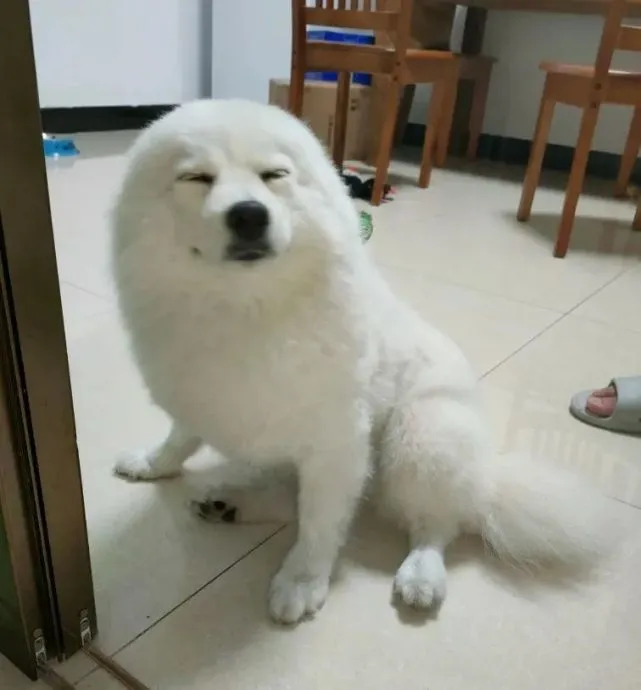 主人晒狗子挨骂时的样子，网友：现在养海豹不犯法吗？